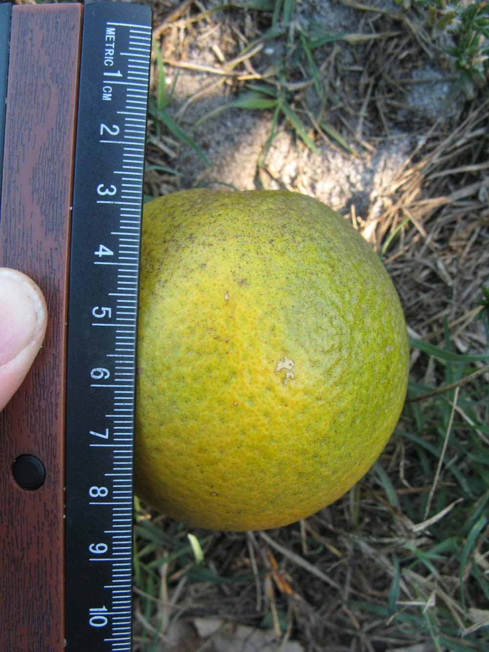              Fruit (Winter Haven, FL)       